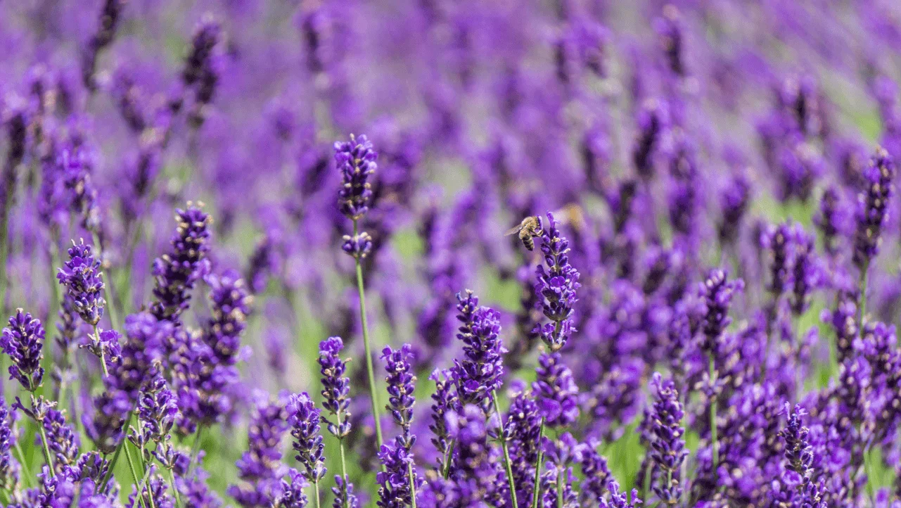 Lavanda