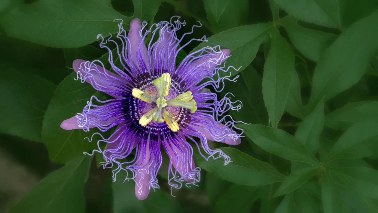 Pasifloras auglis